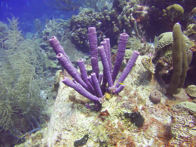 Purple Tube Sponge IMG_7332.jpg